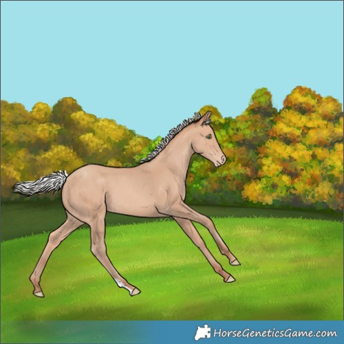 Horse Color:Silver Sable Champagne Appaloosa
