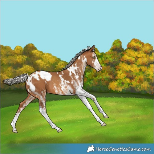Horse Color:Gray White Spotted Silver Amber Champagne 