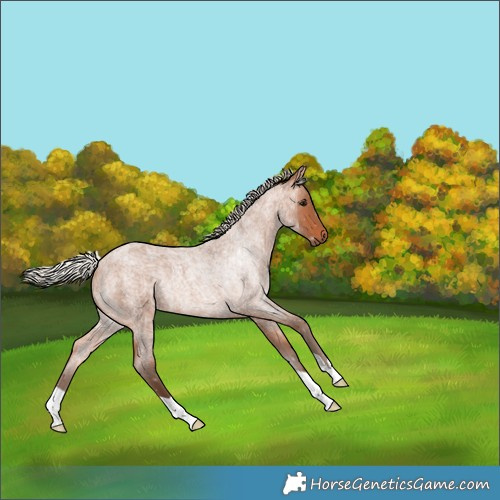 Horse Color:Silver Bay Roan Rabicano 