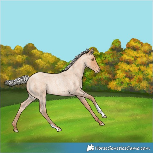 Horse Color:Silver Amber Champagne Roan Appaloosa Rabicano 