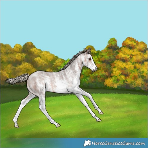 Horse Color:Gray White Spotted Silver Bay Roan 