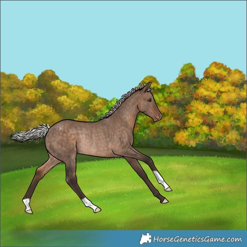 Horse Color:Silver Brown Dun Appaloosa Rabicano 