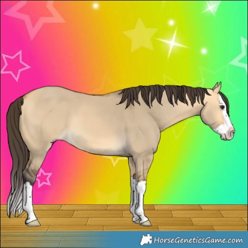 Horse Color:Buckskin Dun Splash 