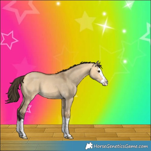 Horse Color:Buckskin Dun Splash 