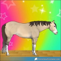 Horse Color:Buckskin Dun Splash 