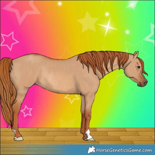 Horse Color:Red Dun Rabicano 
