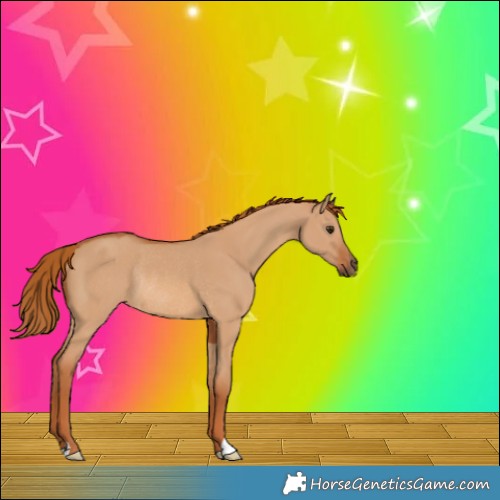 Horse Color:Red Dun Rabicano