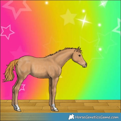 Horse Color:Chestnut Rabicano 