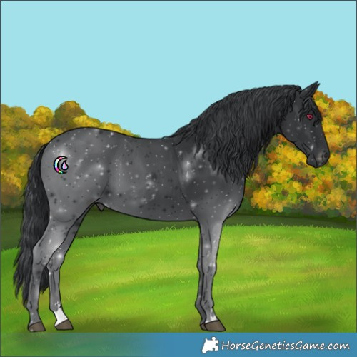Horse Color:Black Chinchilla 