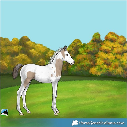Horse Color:Liver Red Dun Splash Tobiano 