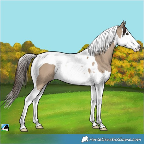 Horse Color:Liver Red Dun Splash Tobiano 