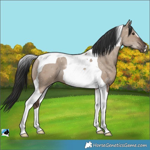 Horse Color:Liver Red Dun Tobiano Varnish 