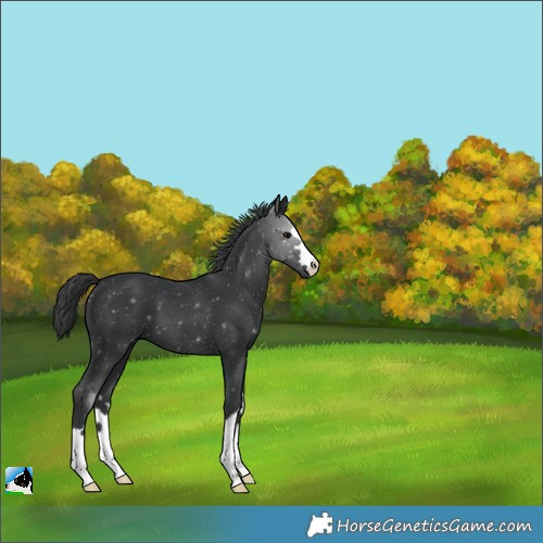 Horse Color:Black 