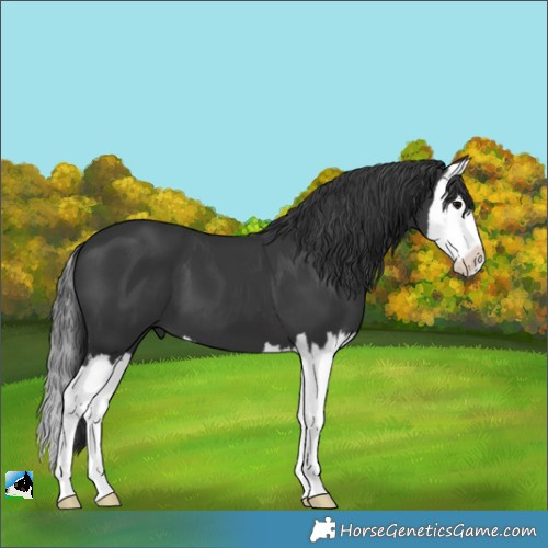 Horse Color:Black Splash 