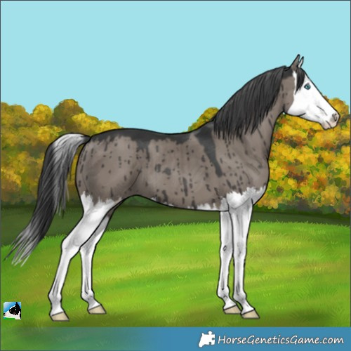Horse Color:Grullo Splash Brindle 