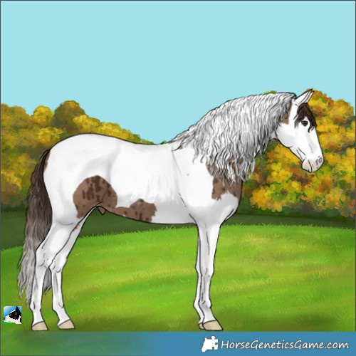 Horse Color:Liver Red Dun Splash Tobiano Varnish Brindle 