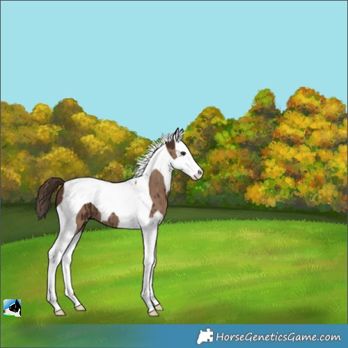 Horse Color:Liver Red Dun Splash Tobiano Appaloosa Brindle