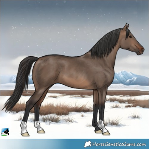 Horse Color:Brown Dun 