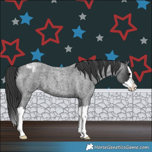 Horse Color:Blue Roan Splash Varnish 
