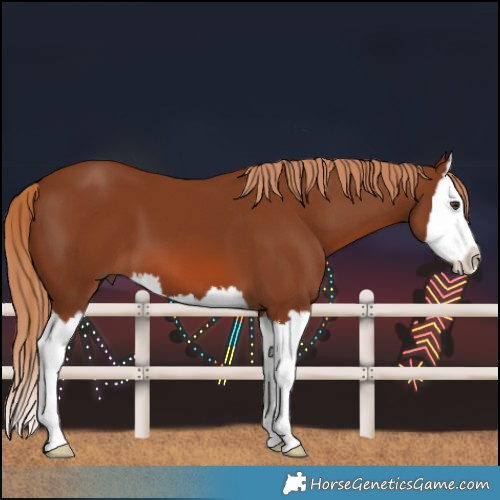 Horse Color:Chestnut Splash 