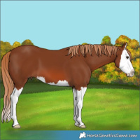 Horse Color:Chestnut Splash 