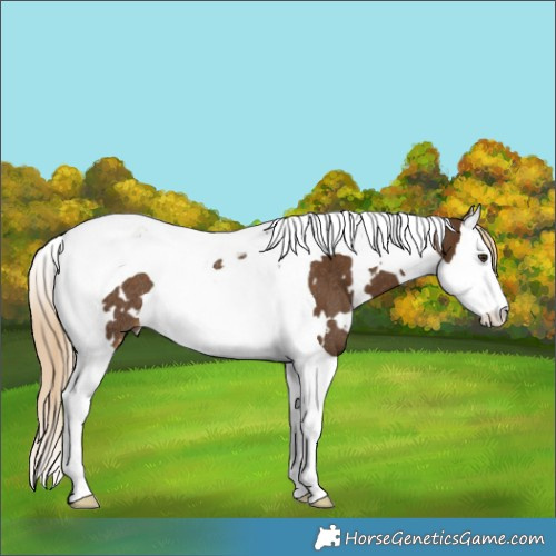 Horse Color:White Spotted Chocolate Palomino Splash Tobiano Rabicano 
