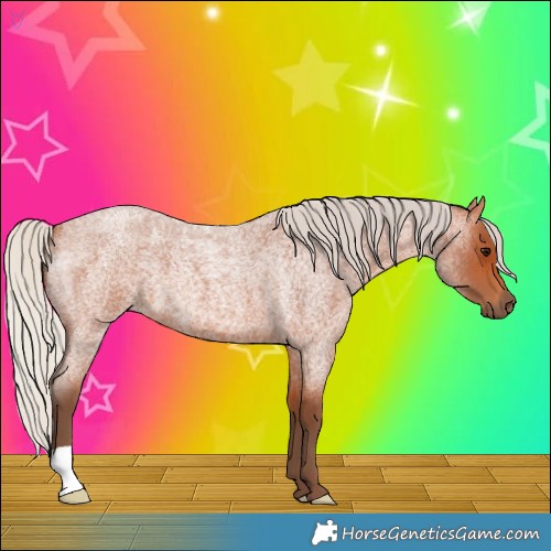 Horse Color:Silver Bay Roan 