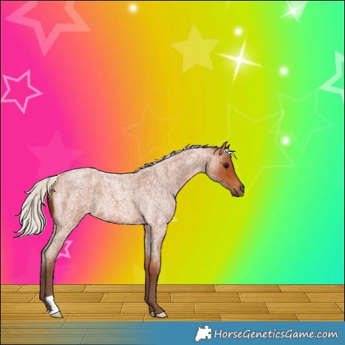 Horse Color:Silver Bay Roan 