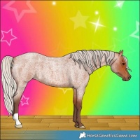 Horse Color:Silver Bay Roan