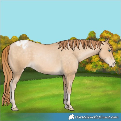 Horse Color:Buckskin Pearl Varnish 