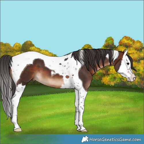 Horse Color:Brown Splash Tobiano 