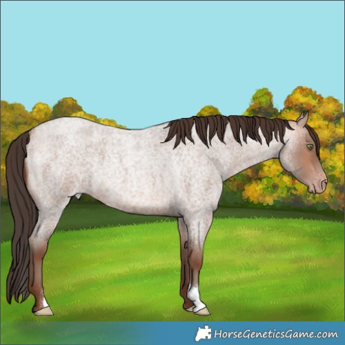 Horse Color:Sable Champagne Roan 