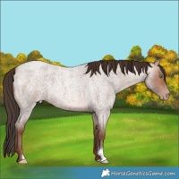 Horse Color:Sable Champagne Roan