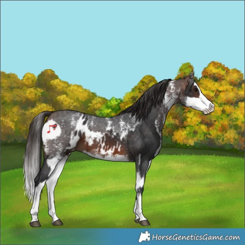 Horse Color:Brown Sabino Splash Blanket and Brown Sabino Splash Varnish