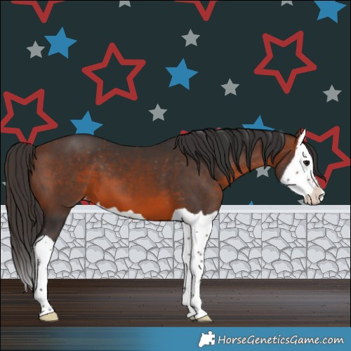Horse Color:Brown Splash Appaloosa