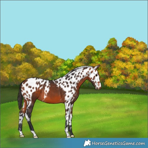 Horse Color:Bay Skewed Appaloosa 