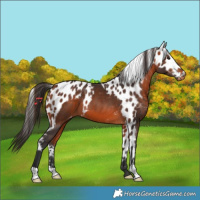Horse Color:Bay Skewed Appaloosa 