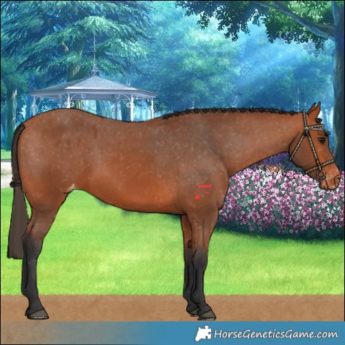 Horse Color:Bay Skewed LP Spotted 