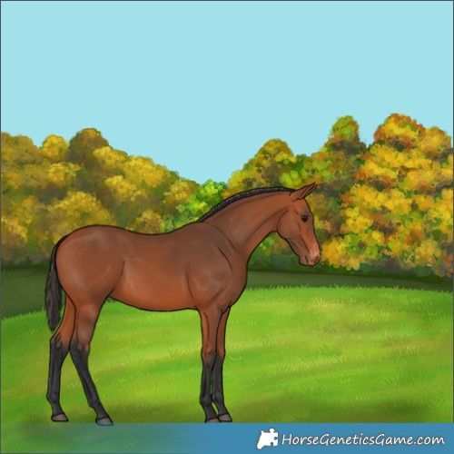 Horse Color:Bay Skewed Appaloosa