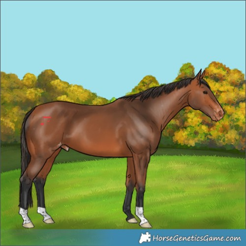 Horse Color:Bay Skewed Appaloosa 
