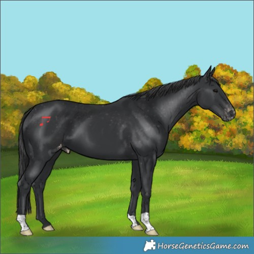 Horse Color:Black Skewed Appaloosa 