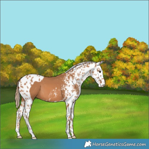 Horse Color:Chestnut Skewed Appaloosa