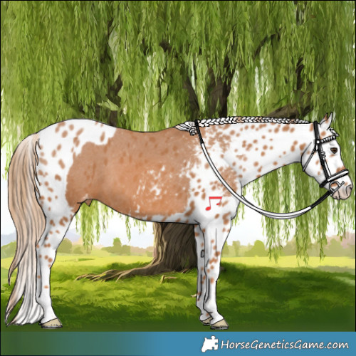 Horse Color:Chestnut Skewed LP Spotted 