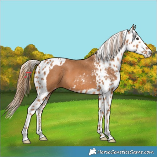 Horse Color:Chestnut Skewed Appaloosa 