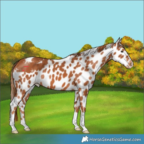 Horse Color:Chestnut Skewed Appaloosa 