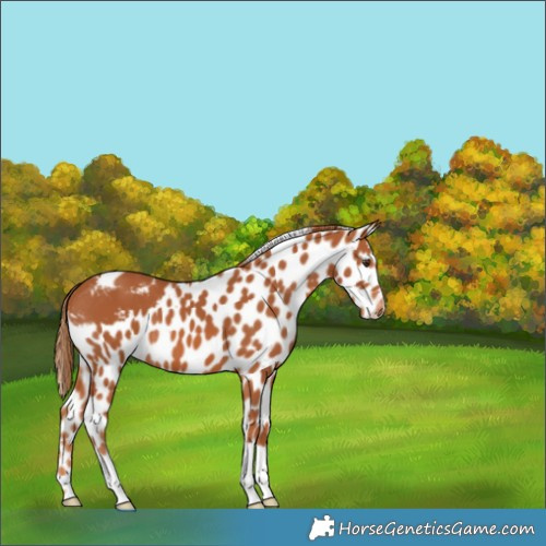Horse Color:Chestnut Skewed Appaloosa 
