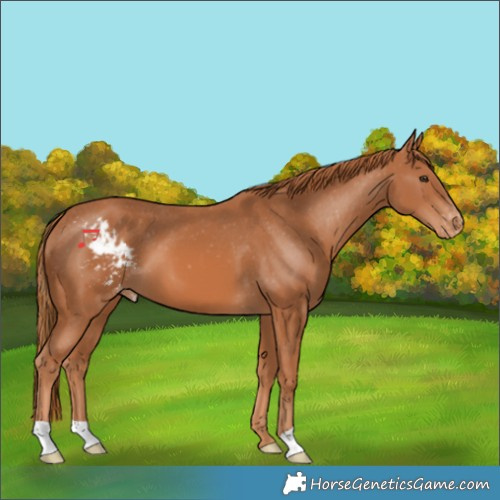 Horse Color:Chestnut Skewed Appaloosa 