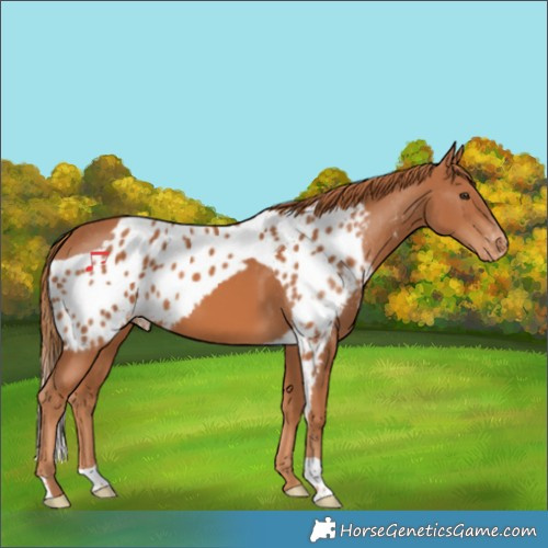 Horse Color:Chestnut Skewed Appaloosa 
