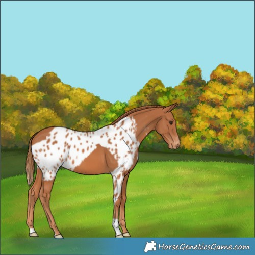 Horse Color:Chestnut Skewed Appaloosa 