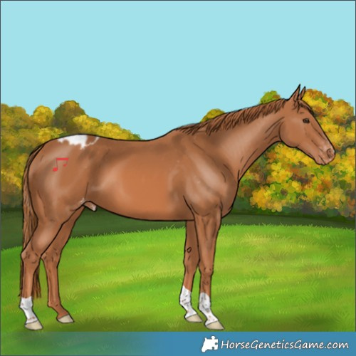 Horse Color:Chestnut Skewed Appaloosa 